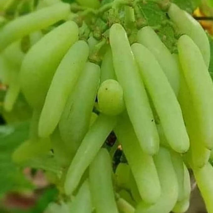 Cloud Farm GREEN GRAPE PLANT (PACK OF 1) GRAFTED - Fruit Tree - Live Outdoor Garden Plant,CF_T108 