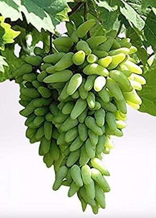 Cloud Farm GREEN GRAPE PLANT (PACK OF 1) GRAFTED - Fruit Tree - Live Outdoor Garden Plant,CF_T108 
