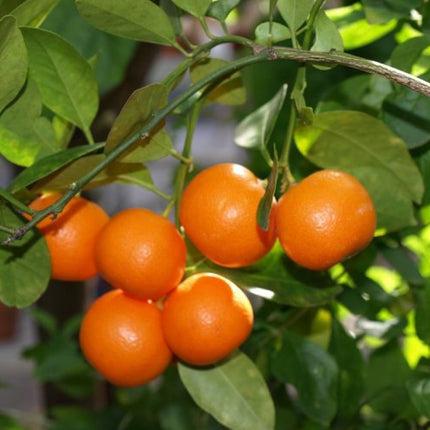 Darjeeling orange plant grafted, Hybrid grafted red orange plant all season home garden tree, Pack of 1 