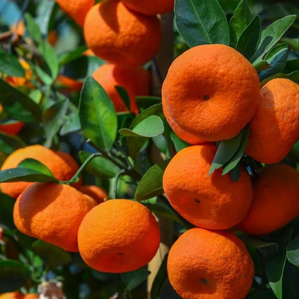 Darjeeling orange plant grafted, Hybrid grafted red orange plant all season home garden tree, Pack of 1 