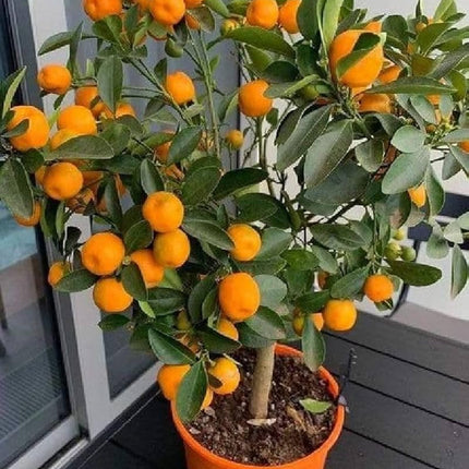 Darjeeling orange plant grafted, Hybrid grafted red orange plant all season home garden tree, Pack of 1 