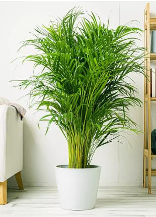 Dream big shop Areca Palm Air Purifier Live Plant Natural Indoor and Outdoor Air Purifying Plant with black Pot Height 25-30 CM pack of 1 