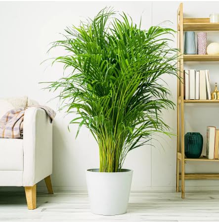 Dream big shop Areca Palm Air Purifier Live Plant Natural Indoor and Outdoor Air Purifying Plant with black Pot Height 25-30 CM pack of 1 