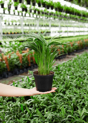 Dream big shop Areca Palm Air Purifier Live Plant Natural Indoor and Outdoor Air Purifying Plant with black Pot Height 25-30 CM pack of 1 