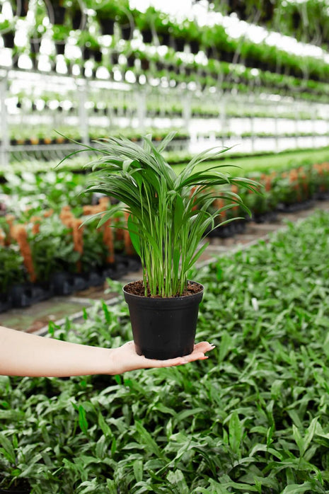 Dream big shop Areca Palm Air Purifier Live Plant Natural Indoor and Outdoor Air Purifying Plant with black Pot Height 25-30 CM pack of 1 