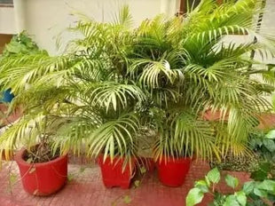 Dream big shop Areca Palm Air Purifier Live Plant Natural Indoor and Outdoor Air Purifying Plant with black Pot Height 25-30 CM pack of 1 