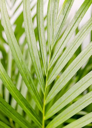 Dream big shop Areca Palm Air Purifier Live Plant Natural Indoor and Outdoor Air Purifying Plant with black Pot Height 25-30 CM pack of 1 