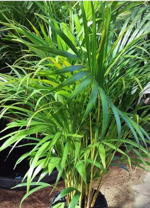 Dream big shop Areca Palm Air Purifier Live Plant Natural Indoor and Outdoor Air Purifying Plant with black Pot Height 25-30 CM pack of 1 