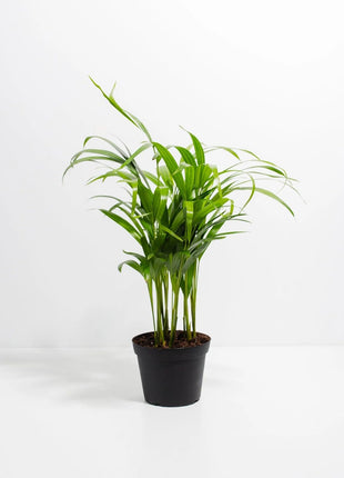 Dream big shop Areca Palm Air Purifier Live Plant Natural Indoor and Outdoor Air Purifying Plant with black Pot Height 25-30 CM pack of 1 