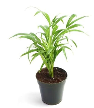 Dream big shop Areca Palm Air Purifier Live Plant Natural Indoor and Outdoor Air Purifying Plant with black Pot Height 25-30 CM pack of 1 