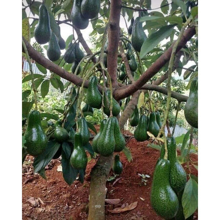 Eroanvia Avocado Frout Plant (Plant height 1.5-2.5 Feet) Butter Fruit - Plant Hybrid Hass Avocado Persea Americana Alligator Pear Butter Fruit Vena Ey Evokaido Phal Aveakkadea Phalam Rare Variety Tree 