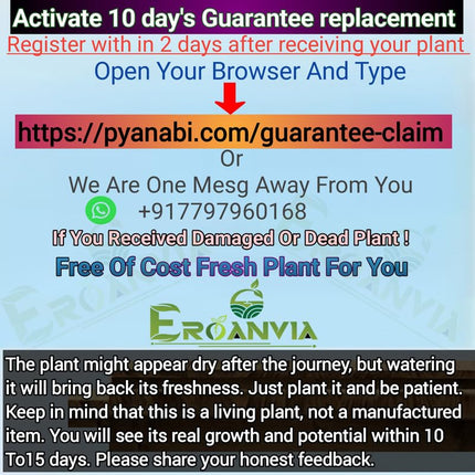 Eroanvia Avocado Frout Plant (Plant height 1.5-2.5 Feet) Butter Fruit - Plant Hybrid Hass Avocado Persea Americana Alligator Pear Butter Fruit Vena Ey Evokaido Phal Aveakkadea Phalam Rare Variety Tree 