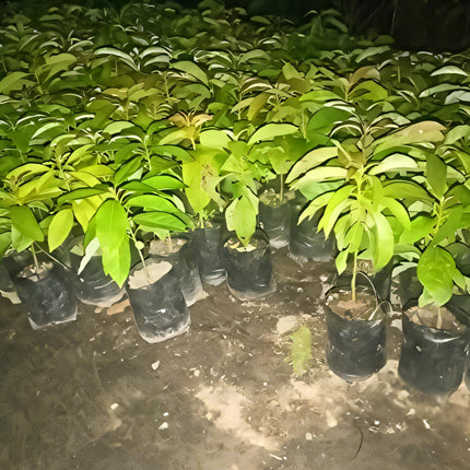 Eroanvia Avocado Frout Plant (Plant height 1.5-2.5 Feet) Butter Fruit - Plant Hybrid Hass Avocado Persea Americana Alligator Pear Butter Fruit Vena Ey Evokaido Phal Aveakkadea Phalam Rare Variety Tree 