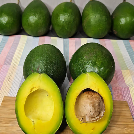 Eroanvia Avocado Frout Plant (Plant height 1.5-2.5 Feet) Butter Fruit - Plant Hybrid Hass Avocado Persea Americana Alligator Pear Butter Fruit Vena Ey Evokaido Phal Aveakkadea Phalam Rare Variety Tree 