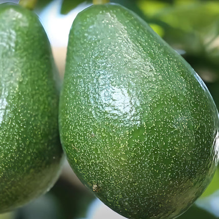 Eroanvia Avocado Frout Plant (Plant height 1.5-2.5 Feet) Butter Fruit - Plant Hybrid Hass Avocado Persea Americana Alligator Pear Butter Fruit Vena Ey Evokaido Phal Aveakkadea Phalam Rare Variety Tree 