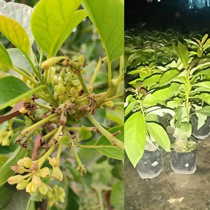 Eroanvia Avocado Frout Plant (Plant height 1.5-2.5 Feet) Butter Fruit - Plant Hybrid Hass Avocado Persea Americana Alligator Pear Butter Fruit Vena Ey Evokaido Phal Aveakkadea Phalam Rare Variety Tree 