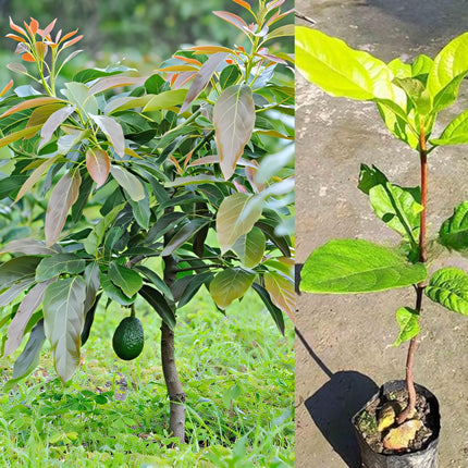 Eroanvia Avocado Frout Plant (Plant height 1.5-2.5 Feet) Butter Fruit - Plant Hybrid Hass Avocado Persea Americana Alligator Pear Butter Fruit Vena Ey Evokaido Phal Aveakkadea Phalam Rare Variety Tree 
