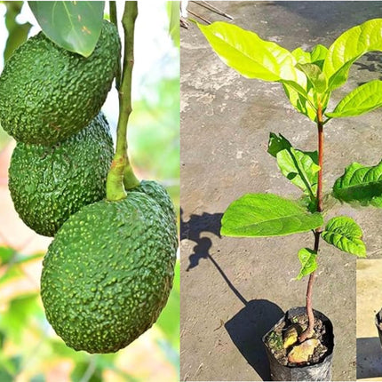 Eroanvia Avocado Frout Plant (Plant height 1.5-2.5 Feet) Butter Fruit - Plant Hybrid Hass Avocado Persea Americana Alligator Pear Butter Fruit Vena Ey Evokaido Phal Aveakkadea Phalam Rare Variety Tree 