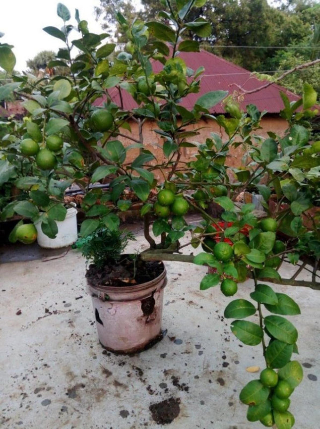 Golden Bloom Original Live Thai All Time Desi Hybrid PAti Lemon Plant Air - Layering Pati LemonTree Plant Tree Height 1.5-2 FT 