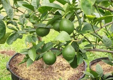 Golden Bloom Original Live Thai All Time Desi Hybrid PAti Lemon Plant Air - Layering Pati LemonTree Plant Tree Height 1.5-2 FT 
