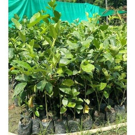 Golden Bloom Original Live Thai All Time Desi Hybrid PAti Lemon Plant Air - Layering Pati LemonTree Plant Tree Height 1.5-2 FT 