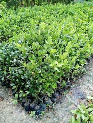 Golden Bloom Original Live Thai All Time Desi Hybrid PAti Lemon Plant Air - Layering Pati LemonTree Plant Tree Height 1.5-2 FT 