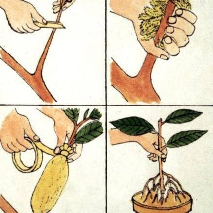 Golden Bloom Original Live Thai All Time Desi Hybrid PAti Lemon Plant Air - Layering Pati LemonTree Plant Tree Height 1.5-2 FT 