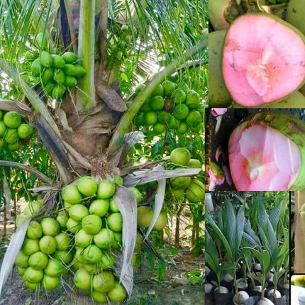 Gorgeous Glory Garden Live Thai Pink Coconut Tree Height 1-2 Feet Dwarf coconut tree Plant Fruit After 2-3 Years Hybrid 1 Healthy Live Plant With Pot 