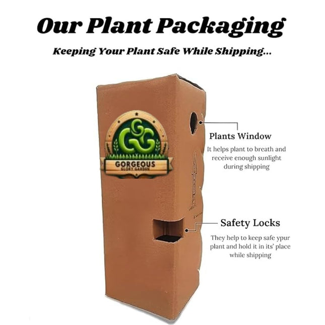 Gorgeous Glory Garden Live Thai Pink Coconut Tree Height 1-2 Feet Dwarf coconut tree Plant Fruit After 2-3 Years Hybrid 1 Healthy Live Plant With Pot 