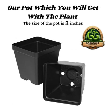 Gorgeous Glory Garden Live Thai Pink Coconut Tree Height 1-2 Feet Dwarf coconut tree Plant Fruit After 2-3 Years Hybrid 1 Healthy Live Plant With Pot 