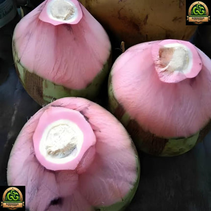 Gorgeous Glory Garden Live Thai Pink Coconut Tree Height 1-2 Feet Dwarf coconut tree Plant Fruit After 2-3 Years Hybrid 1 Healthy Live Plant With Pot 