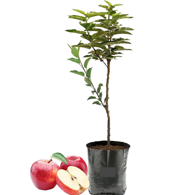 Grafted Sweet Apple Plant (HRMN-99) / Live apple plant specially bred for hot climates/hot weather- 1 healthy seb tree with polybag 