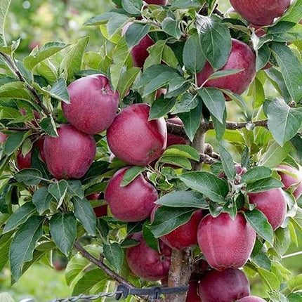 Grafted Sweet Apple Plant (HRMN-99) / Live apple plant specially bred for hot climates/hot weather- 1 healthy seb tree with polybag 