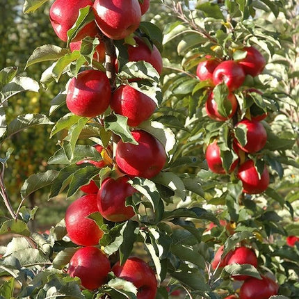 Grafted Sweet Apple Plant (HRMN-99) / Live apple plant specially bred for hot climates/hot weather- 1 healthy seb tree with polybag 
