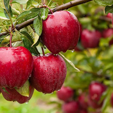 Grafted Sweet Apple Plant (HRMN-99) / Live apple plant specially bred for hot climates/hot weather- 1 healthy seb tree with polybag 