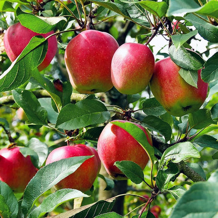 Grafted Sweet Apple Plant (HRMN-99) / Live apple plant specially bred for hot climates/hot weather- 1 healthy seb tree with polybag 