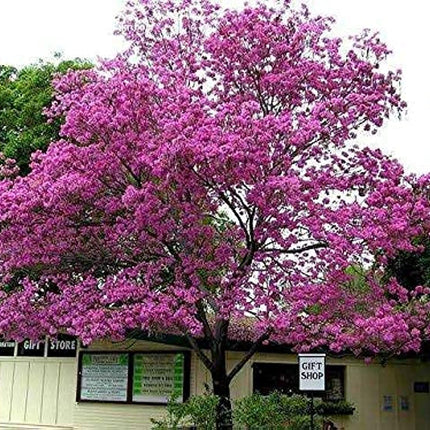 Green Paradise Live Beautiful Pink Trumpet Tabebuia rosea Tree Sapling Plant 