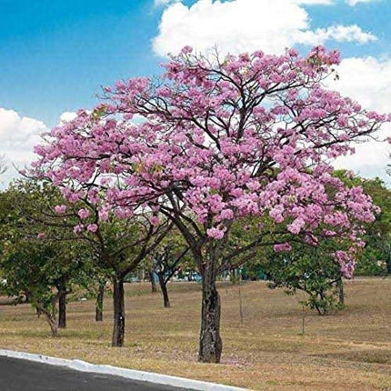 Green Paradise Live Beautiful Pink Trumpet Tabebuia rosea Tree Sapling Plant 