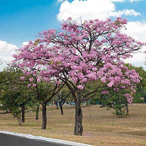 Green Paradise Live Beautiful Pink Trumpet Tabebuia rosea Tree Sapling Plant 