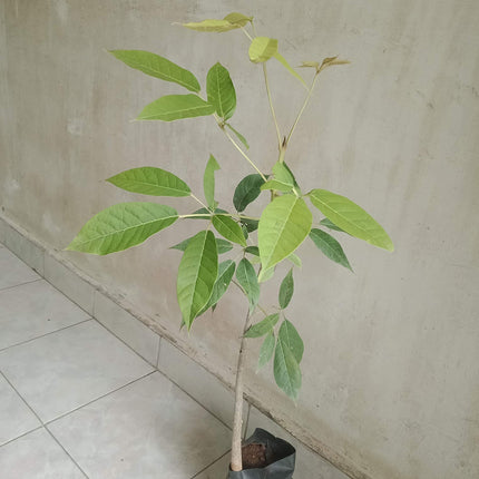 Green Paradise Live Beautiful Pink Trumpet Tabebuia rosea Tree Sapling Plant 