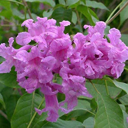 Green Paradise Live Beautiful Pink Trumpet Tabebuia rosea Tree Sapling Plant 