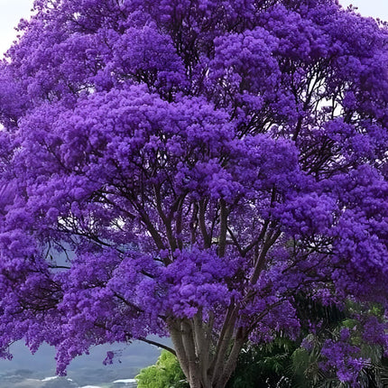 GreenCaart Jacaranda Mimosifolia Live Plant, Neel Mohar Flower Tree, 10-25 cm Height 