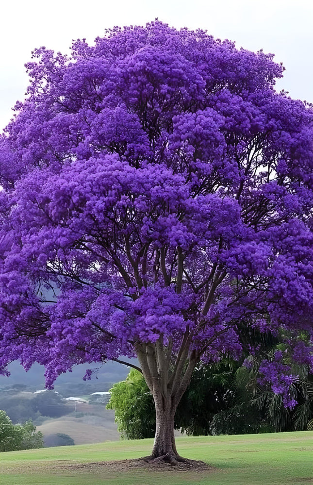 GreenCaart Jacaranda Mimosifolia Live Plant, Neel Mohar Flower Tree, 10-25 cm Height 