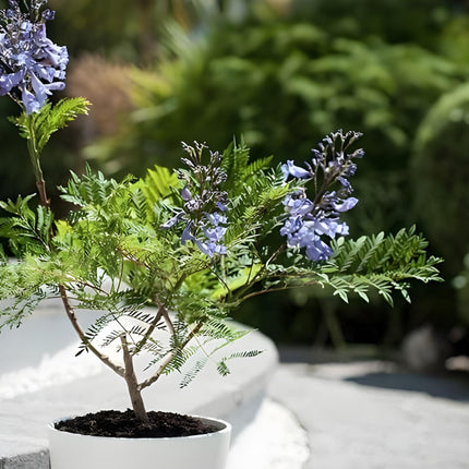 GreenCaart Jacaranda Mimosifolia Live Plant, Neel Mohar Flower Tree, 10-25 cm Height 