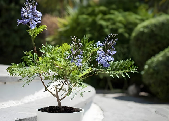 GreenCaart Jacaranda Mimosifolia Live Plant, Neel Mohar Flower Tree, 10-25 cm Height 