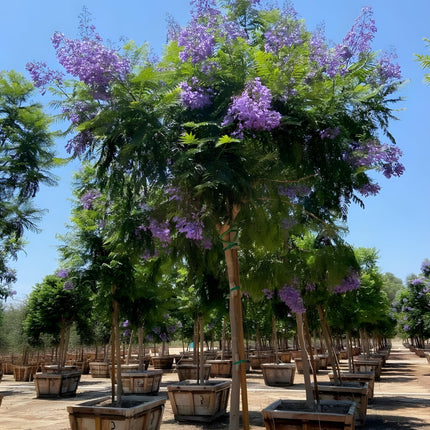GreenCaart Jacaranda Mimosifolia Live Plant, Neel Mohar Flower Tree, 10-25 cm Height 