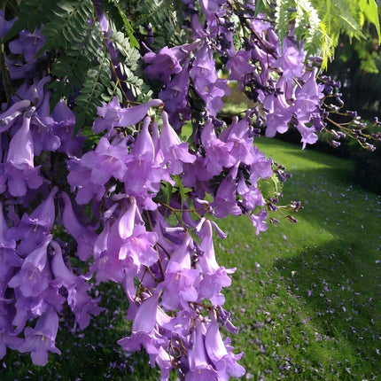 GreenCaart Jacaranda Mimosifolia Live Plant, Neel Mohar Flower Tree, 10-25 cm Height 