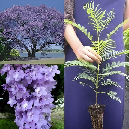 GreenCaart Jacaranda Mimosifolia Live Plant, Neel Mohar Flower Tree, 10-25 cm Height 