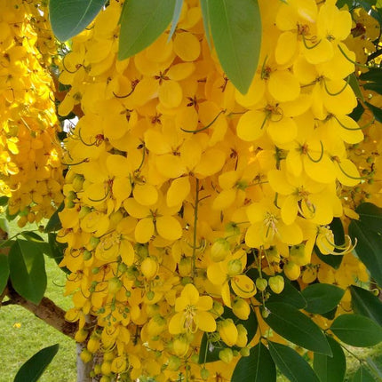 Greenery Nursery Shower/Amaltas/Indian Laburnum ?/Sonali Live Plants & Tree(1.5-2 Ft Size) Healthy plant in Nursery Grow Bag Pack Of 1 