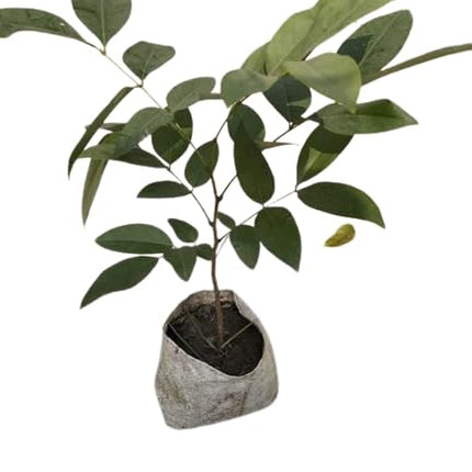 Greenery Nursery Shower/Amaltas/Indian Laburnum ?/Sonali Live Plants & Tree(1.5-2 Ft Size) Healthy plant in Nursery Grow Bag Pack Of 1 